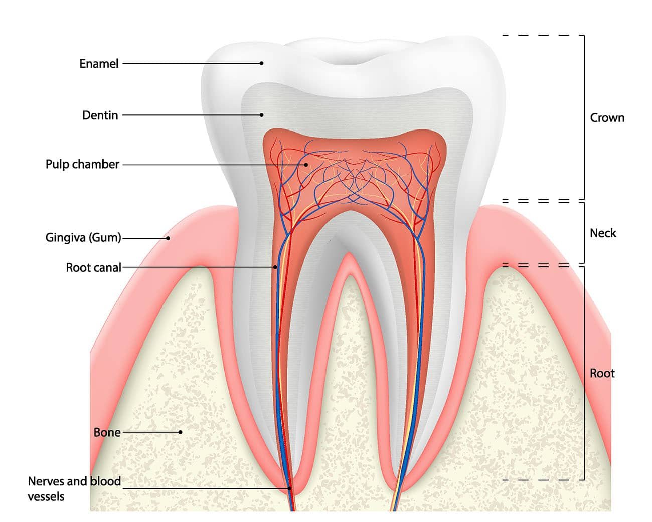 toothache-and-swelling-human-tooth-structure-32SmileDesign
